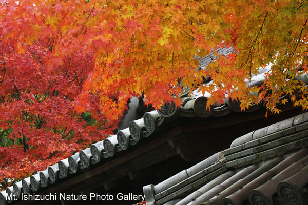 kyoto (024)